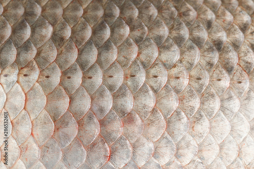 Fish scales skin texture macro view.