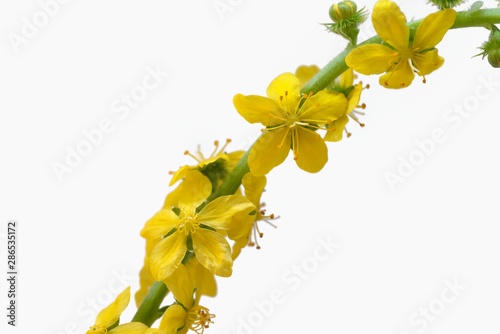 Agrimonia eupatoria is a species of agrimony that is often referred to as common agrimony, church steeples or sticklewort, Greece