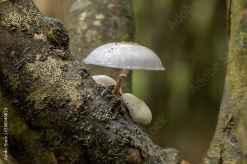 porcelain mushroom growing on a tree branch in Cornwall