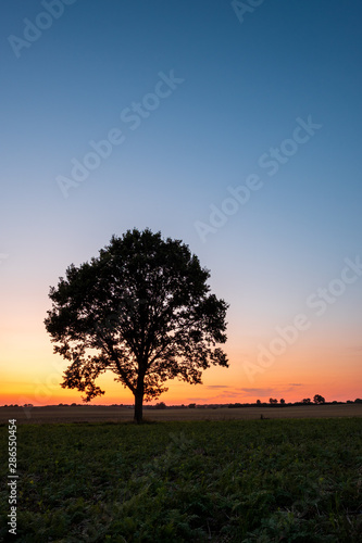 Silhouette of single Tree on a field at sunset in front of clear sky, Schleswig-Holstein