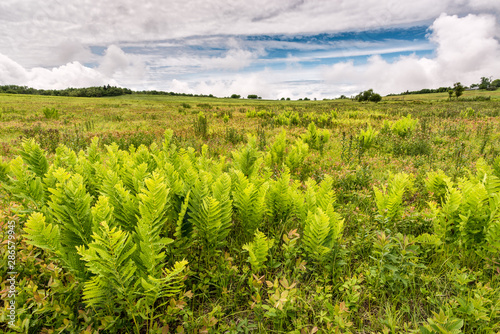 Ferns growing in Big Meadows region of Shenandoah National Park in Virginia. This open land has been maintained since pre-Columbian times by controlled burning.