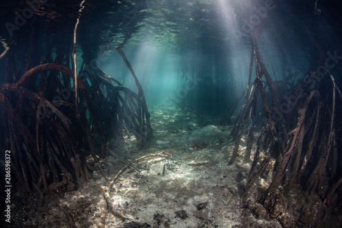 Beams of sunlight descend into a shadowed mangrove forest amid the tropical islands of Raja Ampat, Indonesia. This equatorial region is possibly the center for marine biodiversity.