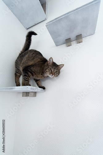 tabby domestic shorthair cat standing on DIY cat furniture shelf board coming down from pet cave attached to white wall