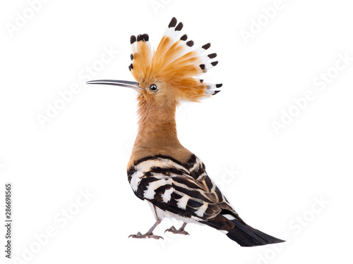 Eurasian Hoopoe (Upupa epops) isolated