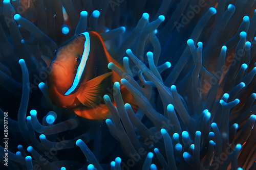 clown fish coral reef / macro underwater scene, view of coral fish, underwater diving