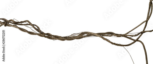 Twisted dried wild liana jungle vine tropical plant isolated on white background, clipping path included