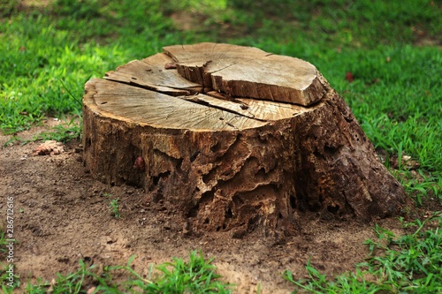 Tree stump in the forest 01