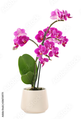 Beautiful tropical orchid flower in pot on white background