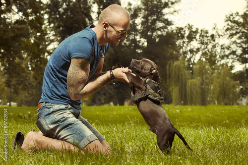 Three months old staffordshire bull terrier puppy with fitness muscle man