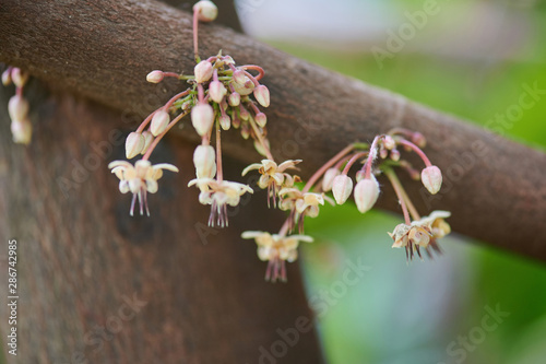 White cacao flowers