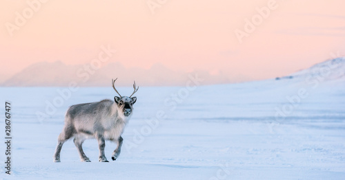 Reindeer in the sunset, Longyearbyen, Spitsbergen