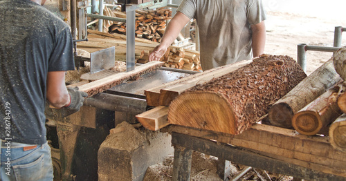 Carpenter cutting woods and logs with band saw in wood factory or sawmill into pieces. Wood industry concept.