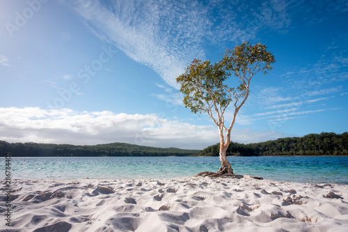 Tree with blue water and white sand at lake McKenzie Fraser Island Queensland australia