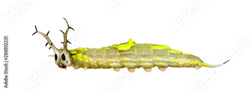 Isolated caterpillar of common pasha butterly ( Herona marathus ) on white background