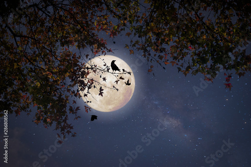 Piękna jesienna fantazja - klon w sezonie jesiennym i pełni księżyca z gwiazdą. Styl retro z odcieniem rocznika. Halloween i Święto Dziękczynienia w nocy tle koncepcji nieba.