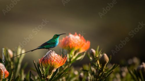 Sugarbird Hummingbird sitting on the endemic fynbos Pincushion protea flower in the western cape, Cape Town, South Africa.