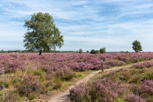 Veluwe hiking trail through Dutch blooming purple heath