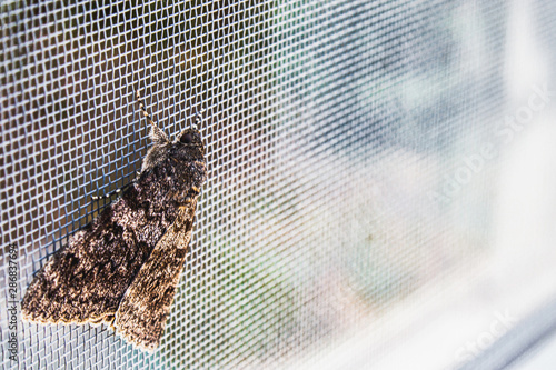 A butterfly sits on a mosquito net on the window. A beautiful insect in a natural habitat.