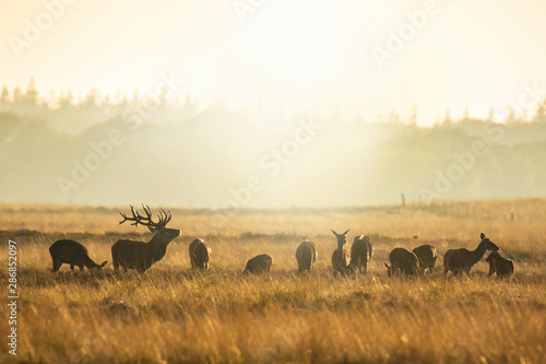 Herd of red deer cervus elaphus rutting and roaring during sunset