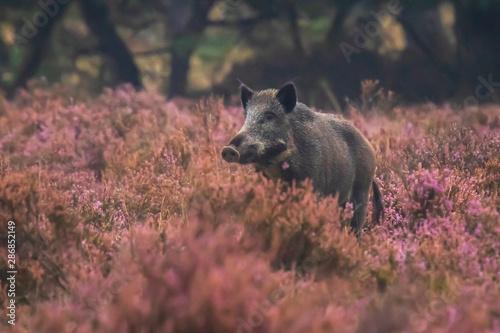 Wild boar in blooming heather