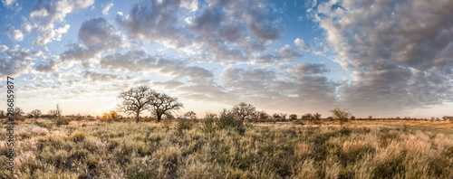 Kalahari landscape at dawn