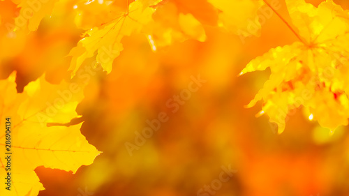 Orange maple leaves on a blurred background. Orange leaves on a tree. Golden leaves in autumn park. Widescreen