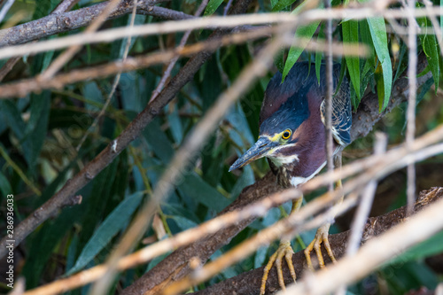 Lessor night heron