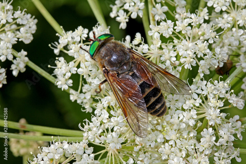 grande mosca dagli occhi verdi (Philipomyia aprica)