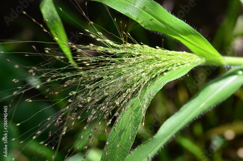 Haarästige Rispenhirse, Panicum capillare