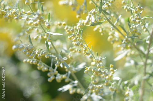 Wormwood. Flowering absinthium. Medicinal plant. Background blur. Wormwood on the field in the sunlight Blooming wild field.