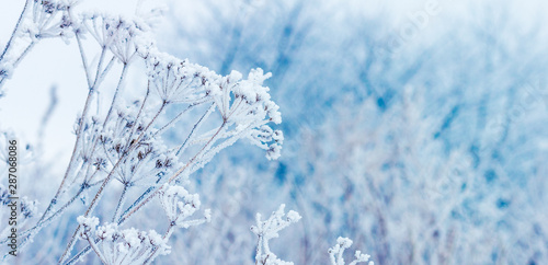 Frost covered dry shoots of plants on the background of snowy trees_