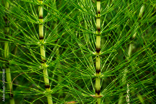 Hosrsetail stem close up