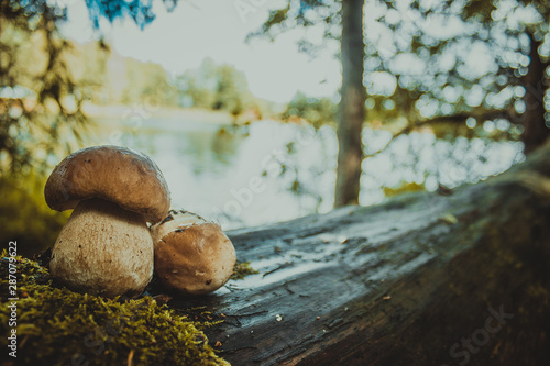  mushrooms on a log with moss