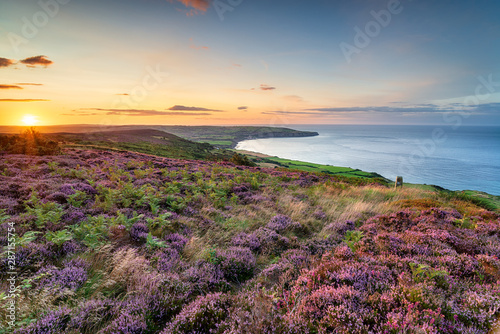 Summer heather in bloom on the North York Moors