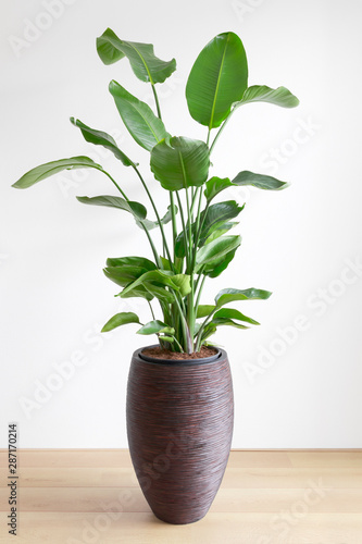 bright living room with large houseplant on wooden floor, popular house plant