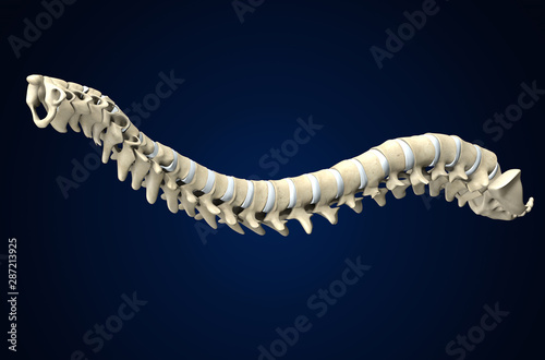Spine with intervertebral disks, medically 3D illustration
