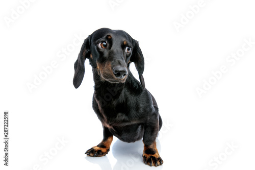 Teckel puppy dog with black fur looking away mystified