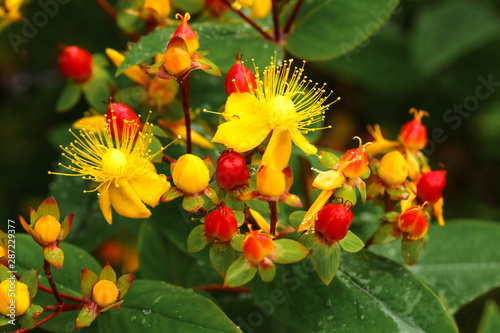 Gelbe Blüten des Johanniskrautes, Hypericum perforatum