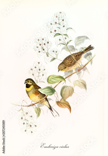 Two little cute birds on a single isolated thin branch over a white background. Detailed hand colored old illustration of Cirl Bunting (Emberiza cirlus). By John Gould publ. In London 1862 - 1873