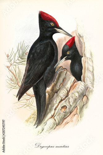 Black woodpeckers red crested in a single isolated empty bark. Vintage style hand colored illustration of Black Woodpecker (Drycopus martius). By John Gould publ. In London 1862 - 1873