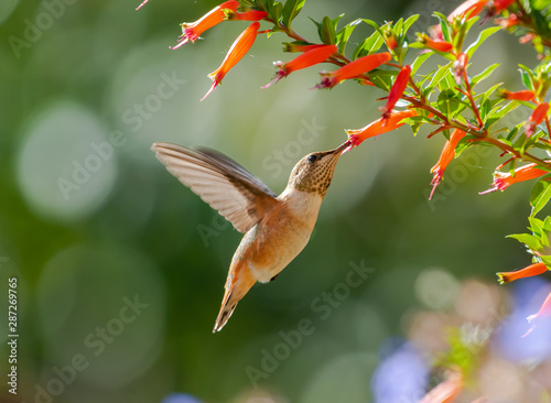 Young Rufous Hummingbird (Selasphorus rufus) drinking nectar from a Cuphea plant