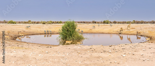 Animals drinking at a waterhole in Etosha National Park, Namibia, in the dry season.