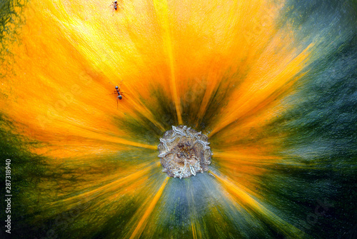 multicolor natural background. pumpkin texture background. ants on a colorful background. microcosm in nature