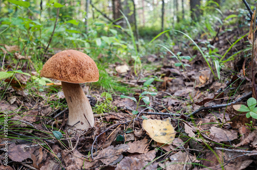 edible mushrooms in the autumn forest