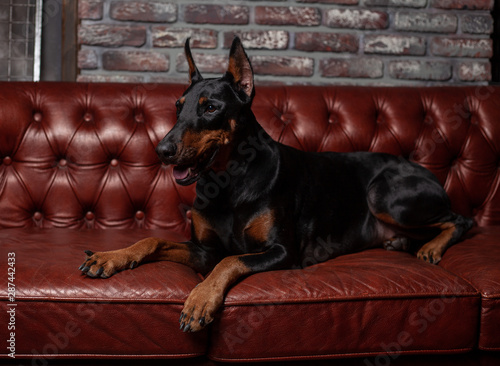 Doberman Pinscher. Dog on a brown background. Dog lies on the leather sofa.
