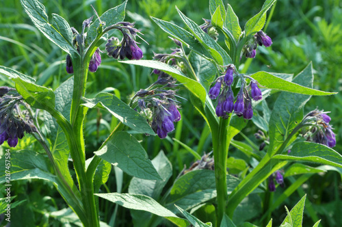 In the meadow, the comfrey (Symphytum officinale) is blooming