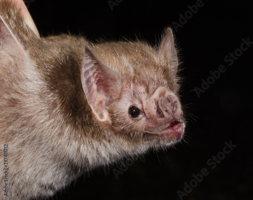 The common vampire bat (Desmodus rotundus) is a small, leaf-nosed bat native to the Americas. It is one of three extant species of vampire bat. This bat mainly feeds on the blood of livestock.