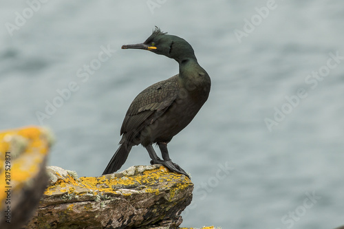 European shag