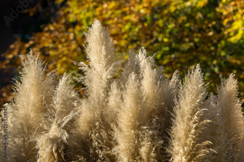 PLUMEROS EN OTOÑO 9