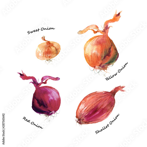 Different types of onion. Shallot, red, yellow and sweet onion vegetables watercolor illustration isolated on white background.